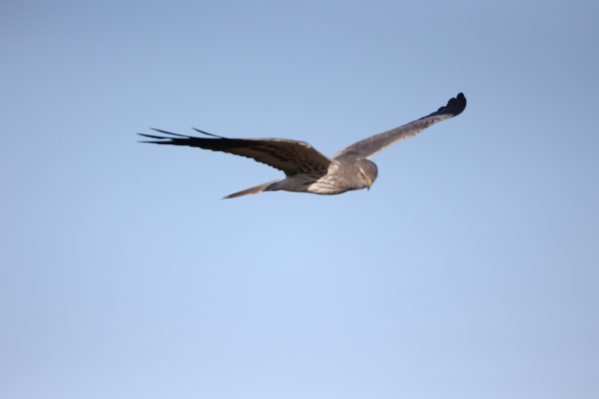 Луговой лунь - ML646925595