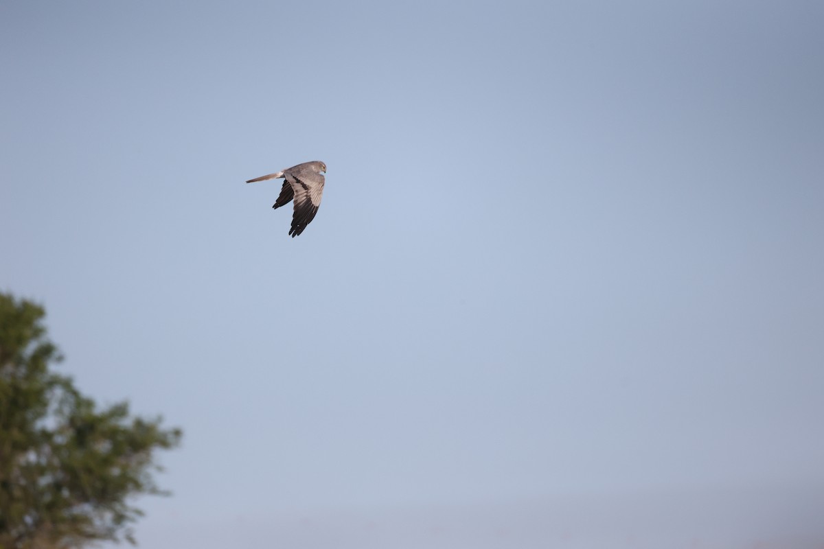 Луговой лунь - ML646925596