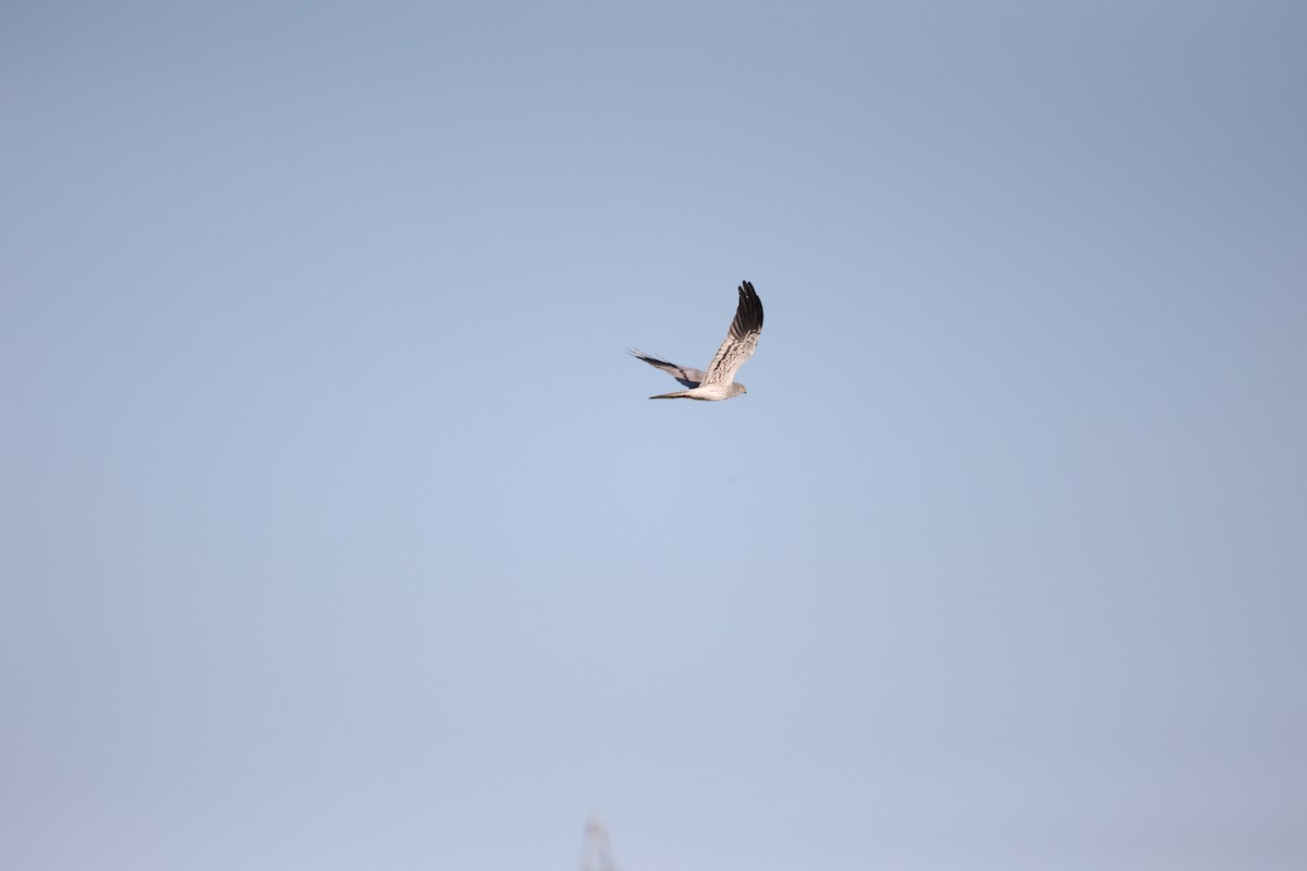 Луговой лунь - ML646925597