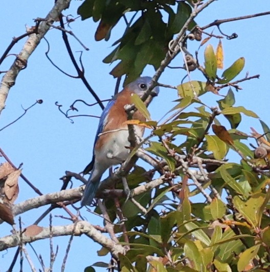 Eastern Bluebird - ML646925603