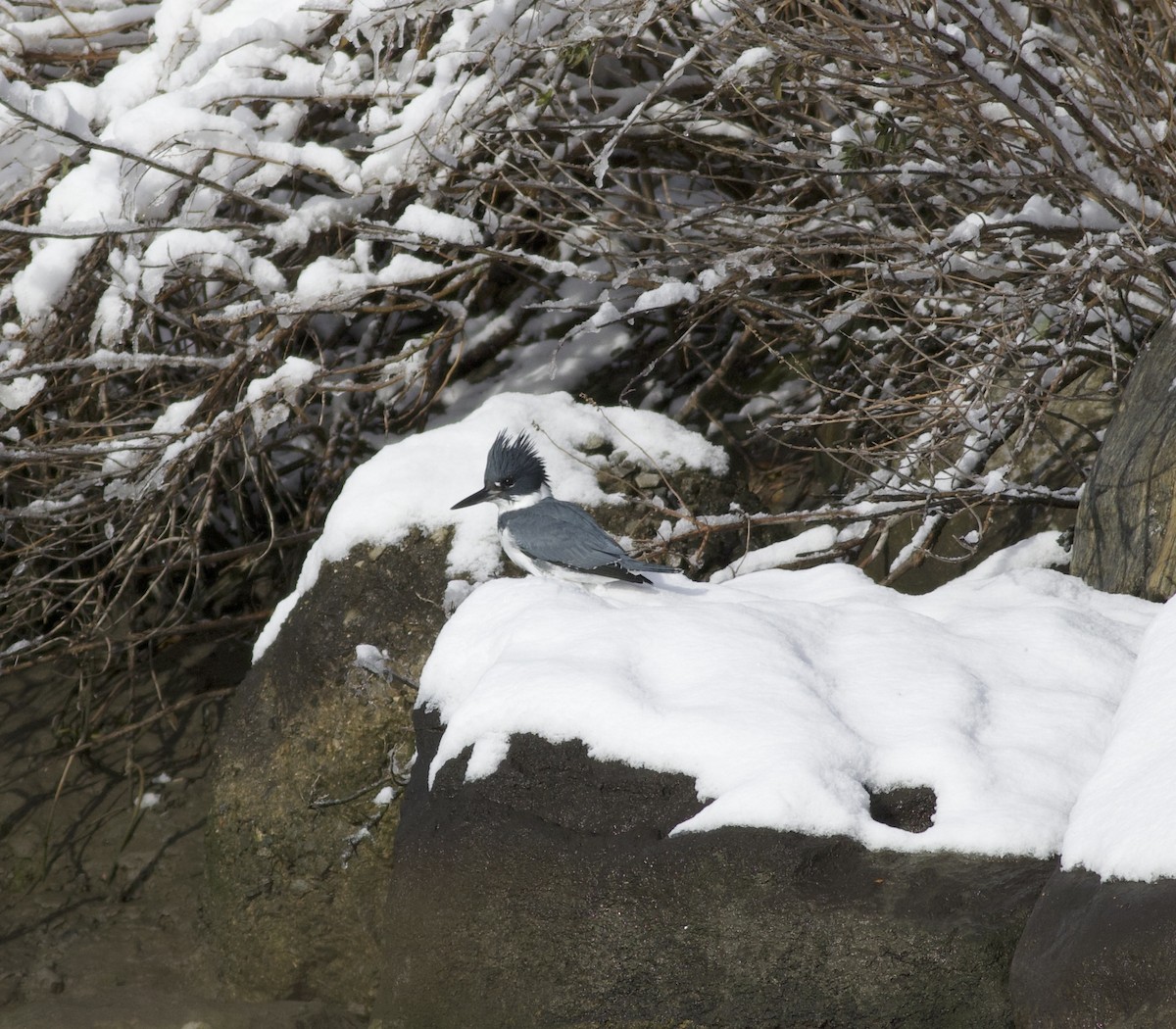 rybařík pruhoprsý - ML646925605