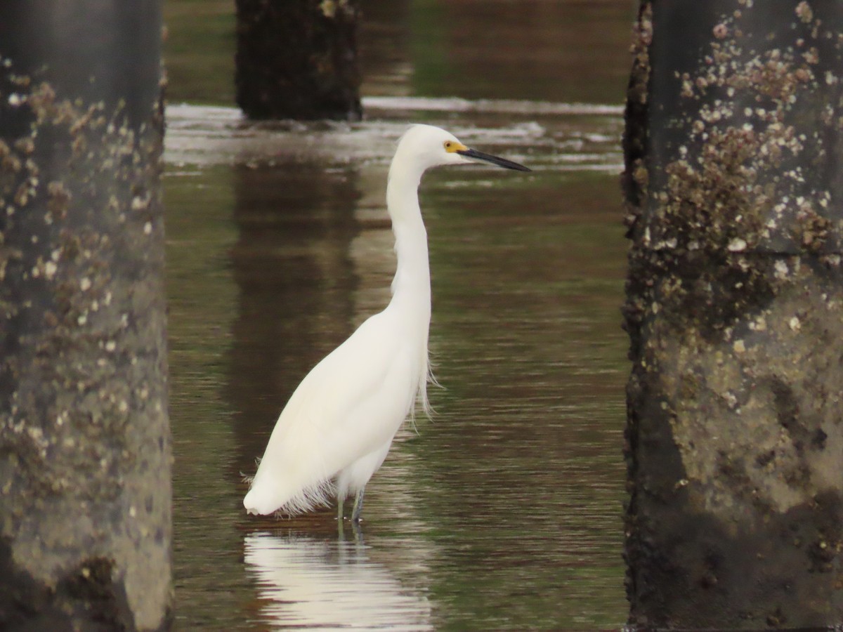 Snowy Egret - ML646925611