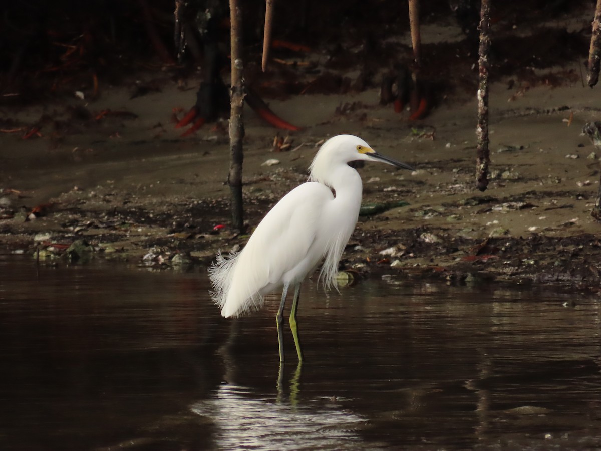 Snowy Egret - ML646925612
