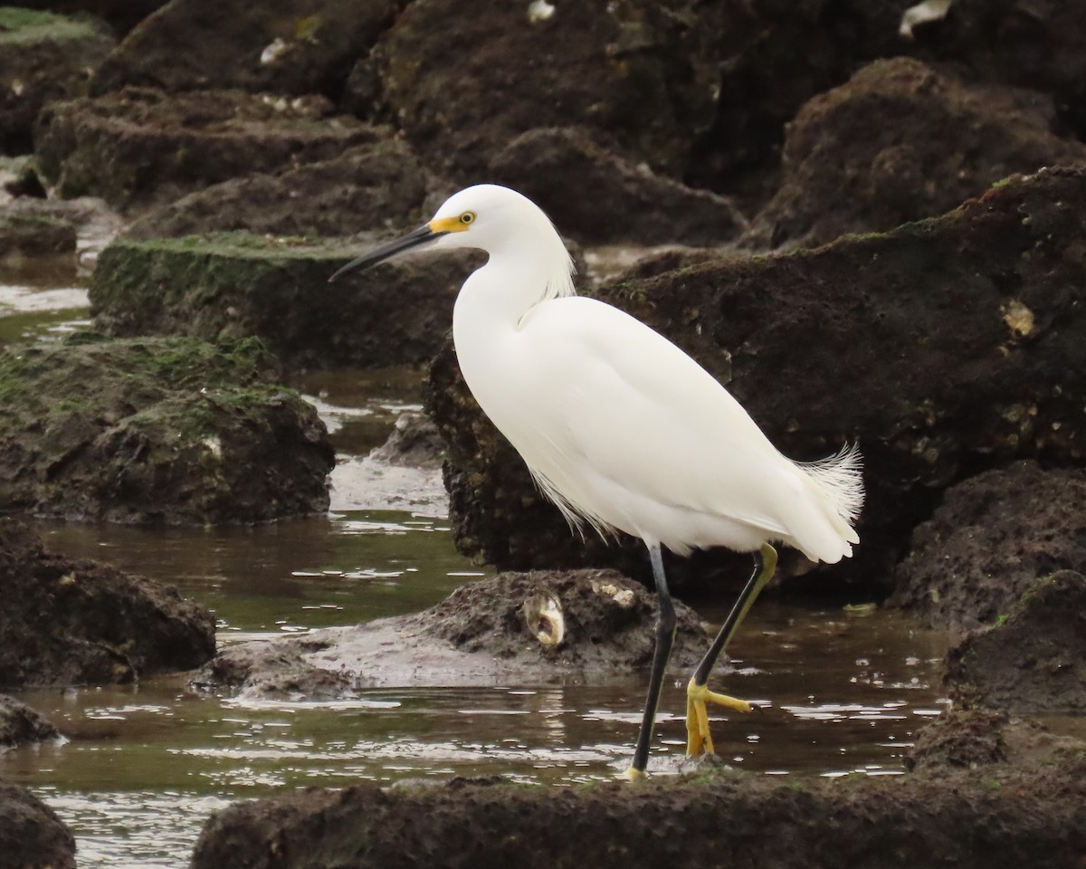 Snowy Egret - ML646925613