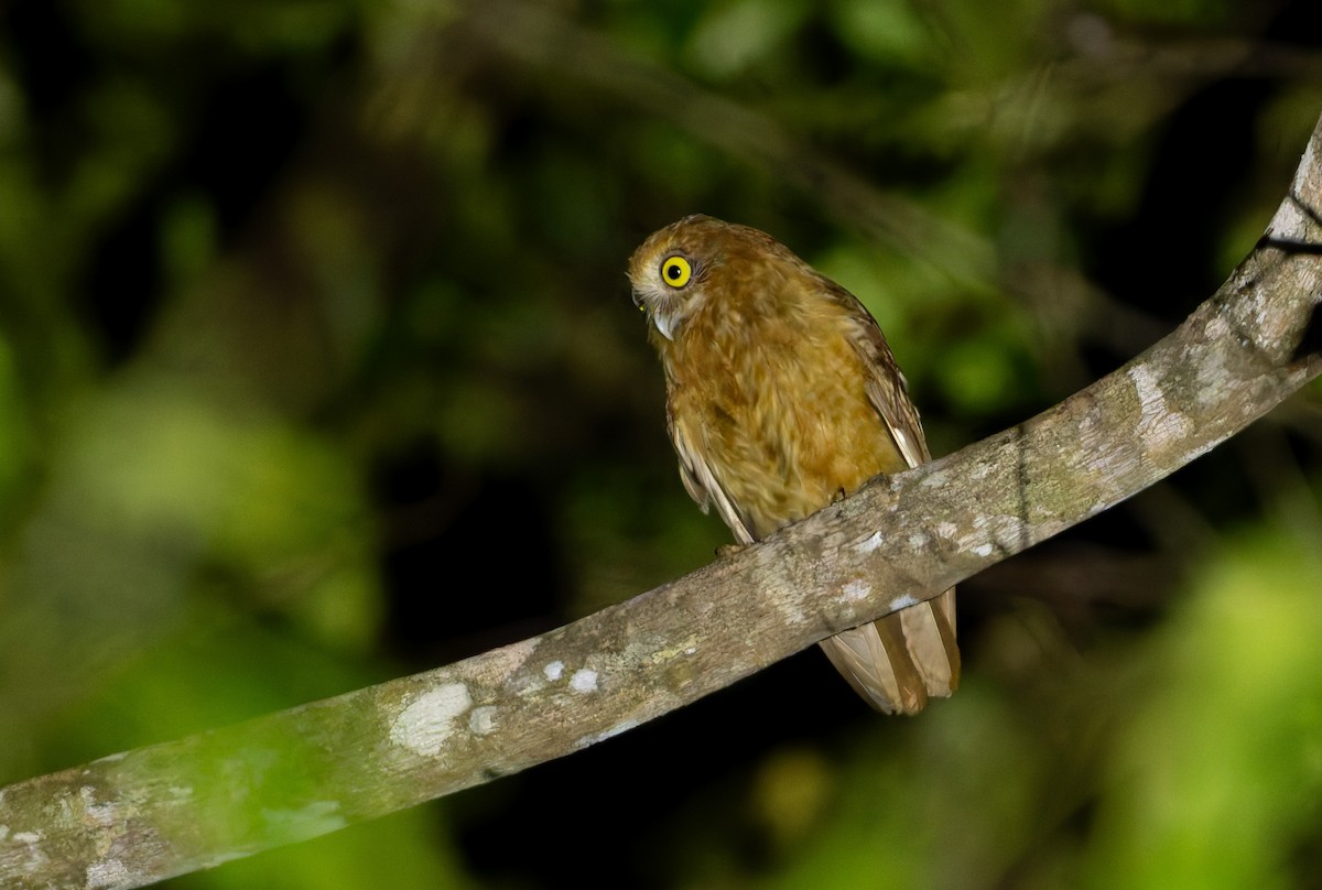 Buru Boobook - ML646925615