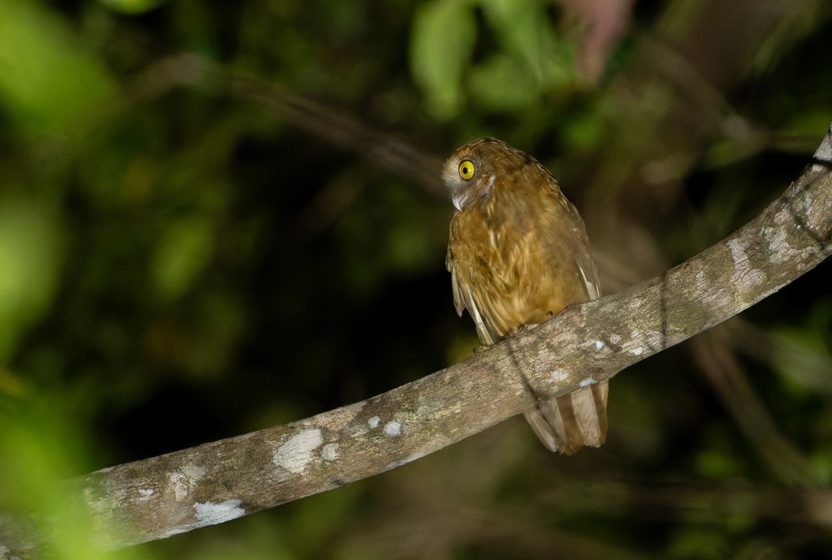 Buru Boobook - ML646925616