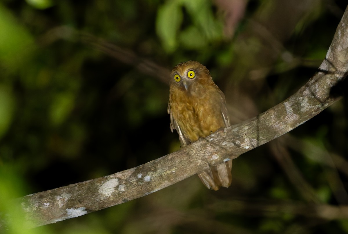 Buru Boobook - ML646925617