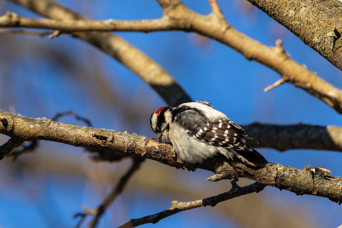 Pic mineur - ML646925618