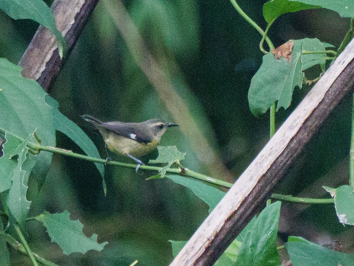 banansmett - ML646925627