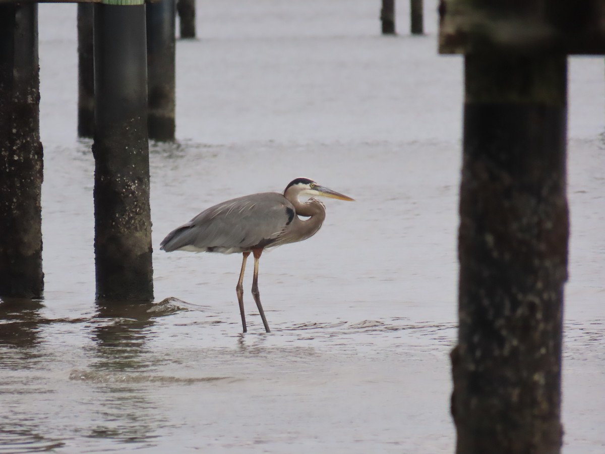 Great Blue Heron - ML646925632