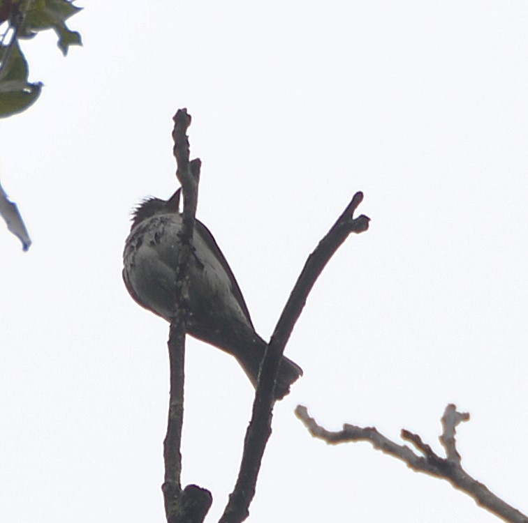 Sibilant Sirystes - ML646925640