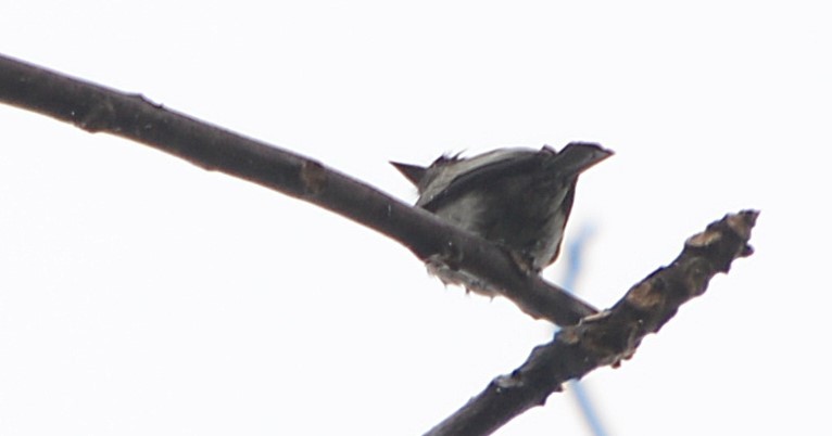 Sibilant Sirystes - ML646925641