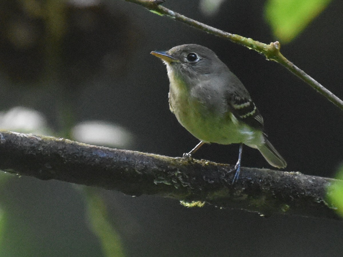 Yellow-bellied Flycatcher - ML646925645