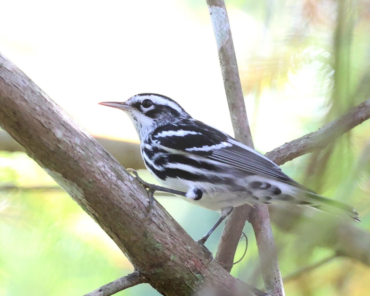 Black-and-white Warbler - ML646925647