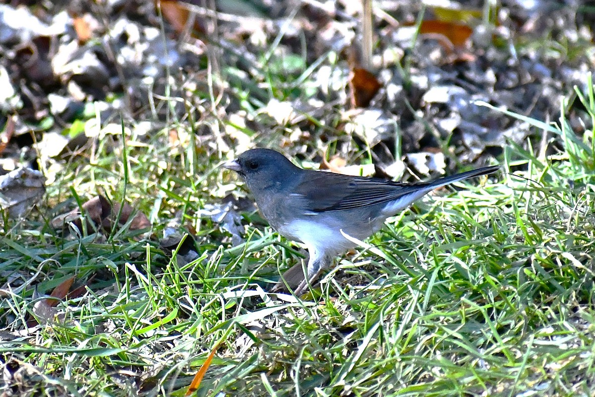 Dark-eyed Junco - ML646925649