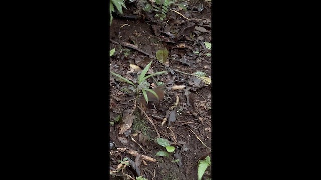 Gray-throated Leaftosser - ML646925650