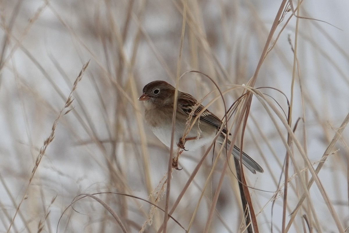Chingolo Campestre - ML646925657