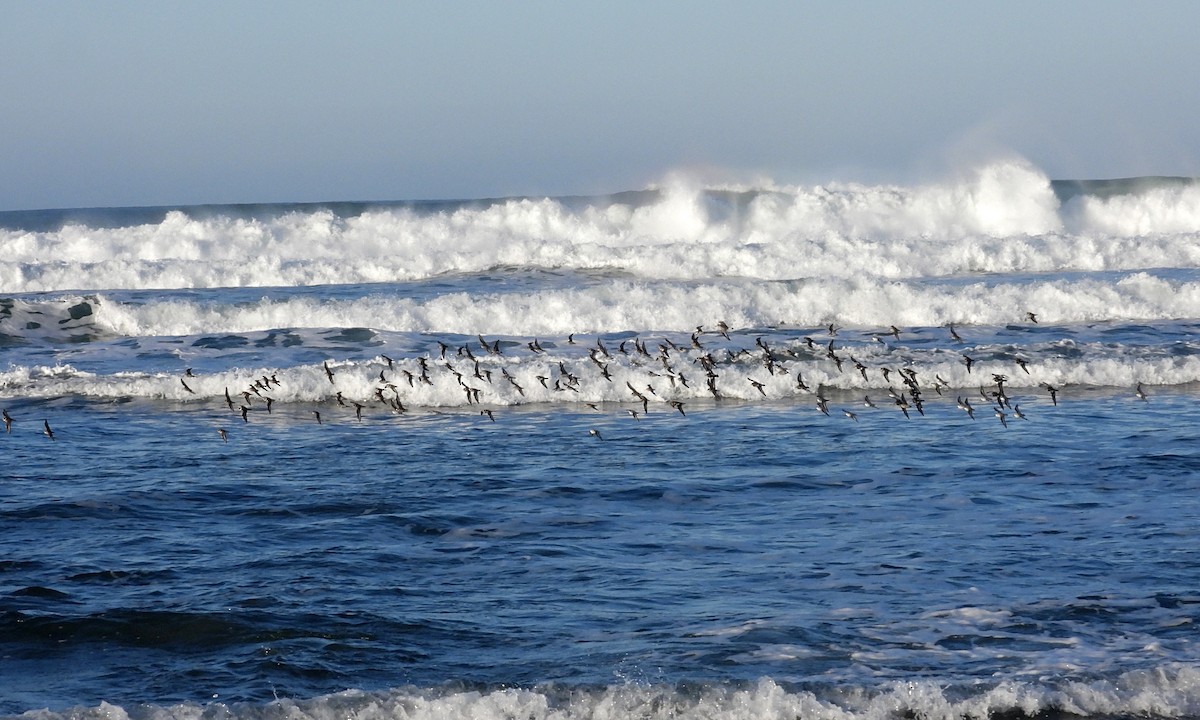 Halkalı Cılıbıt - ML646925658