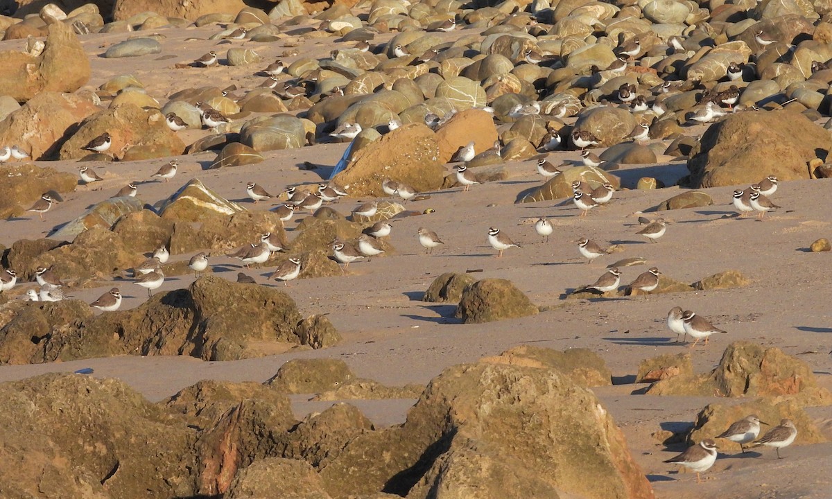 Halkalı Cılıbıt - ML646925659