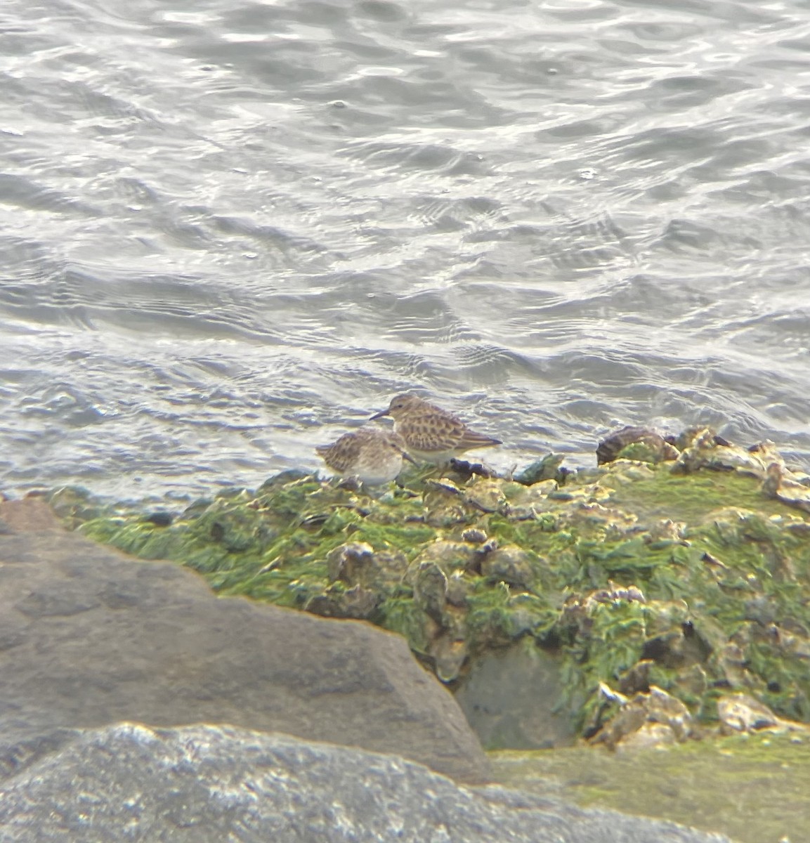 Least Sandpiper - ML646925667