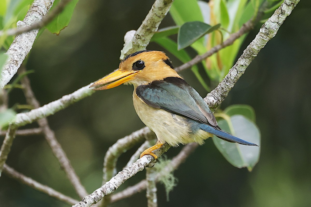 Yellow-billed Kingfisher - ML646925672