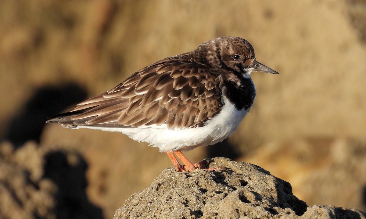 Taşçeviren - ML646925677