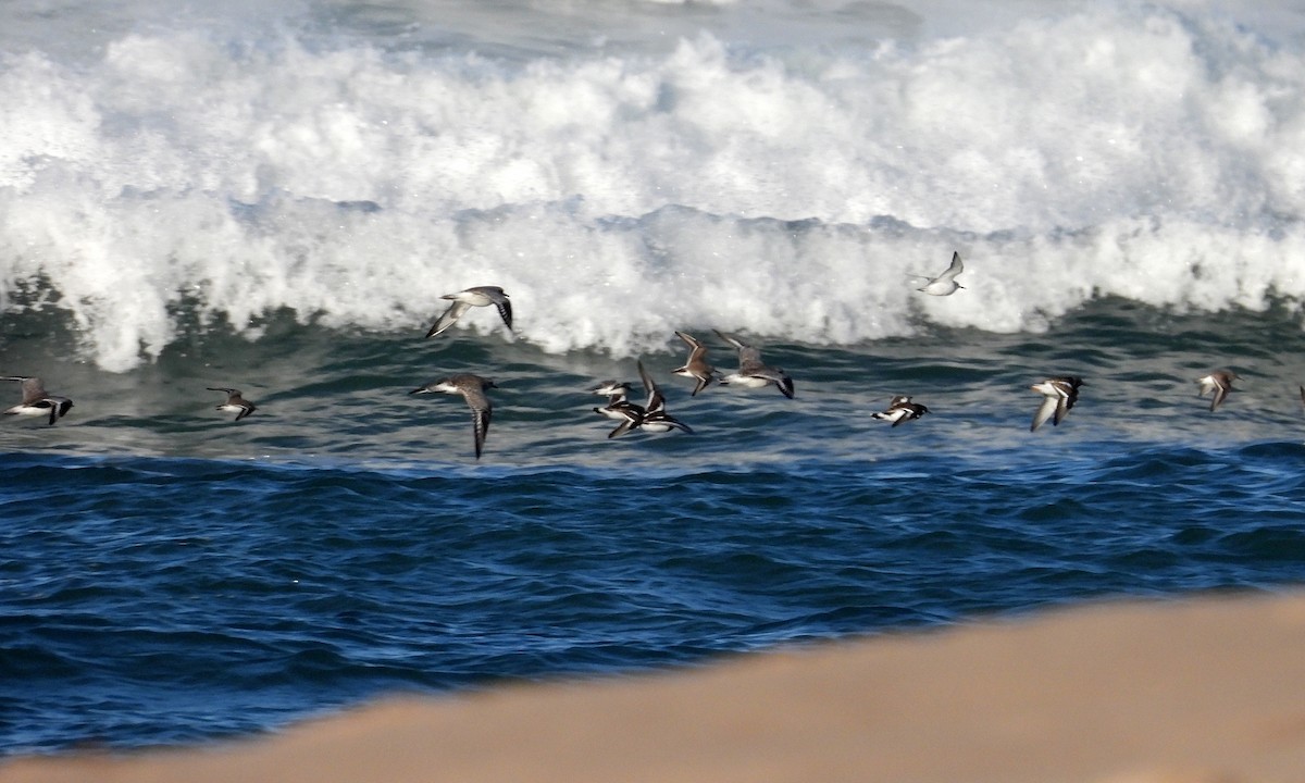 Taşçeviren - ML646925678