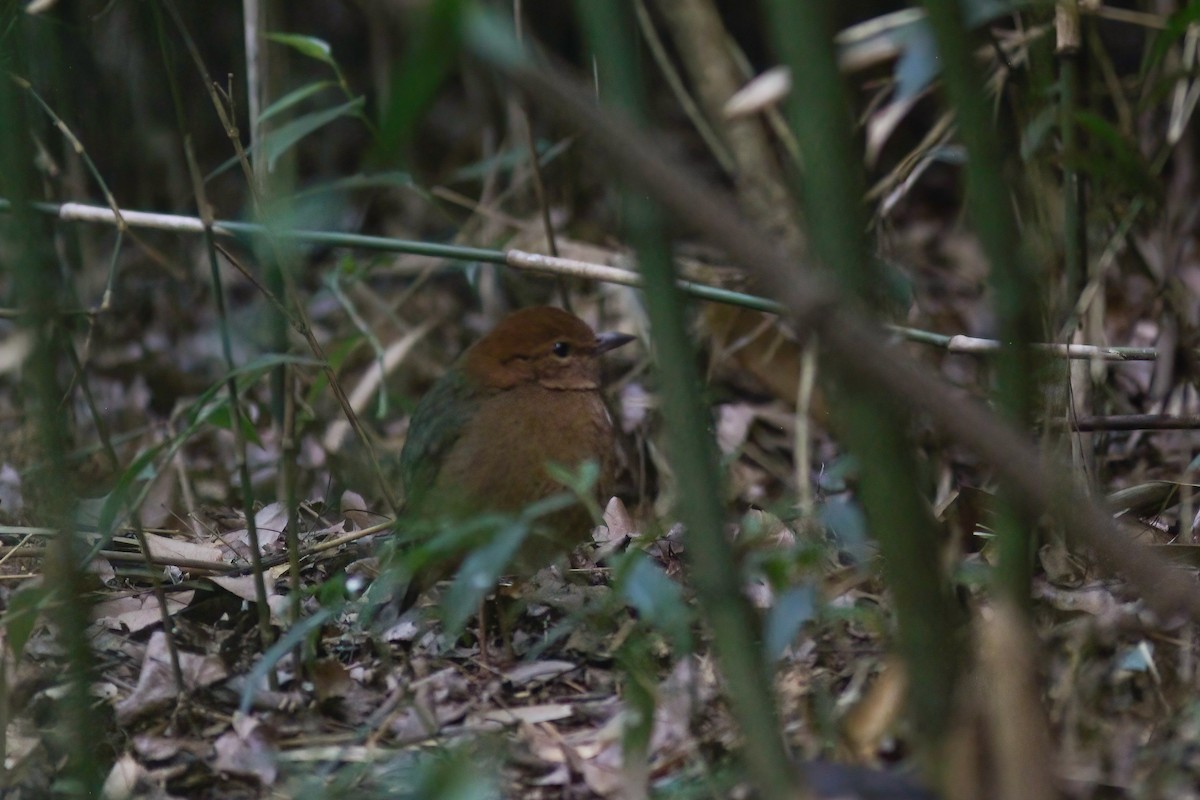 Rusty-naped Pitta - ML646925679