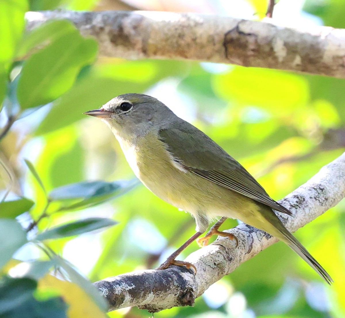 Orange-crowned Warbler - ML646925680