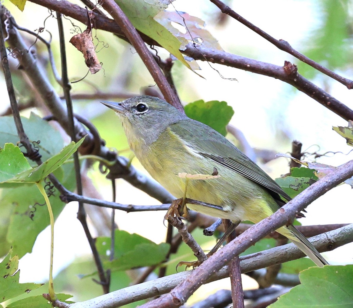 Orange-crowned Warbler - ML646925681