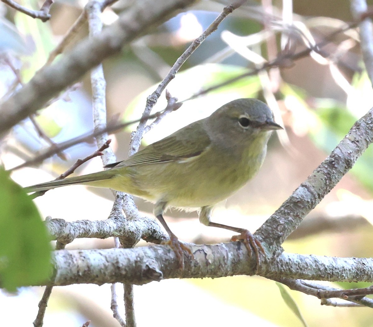 Orange-crowned Warbler - ML646925682
