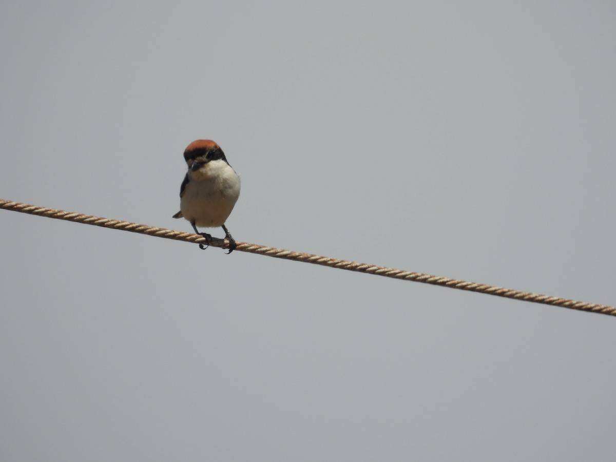 Antzandobi kaskagorria - ML646925683