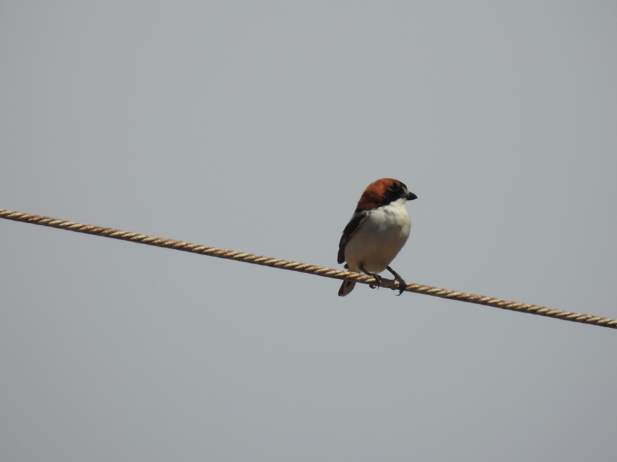 Antzandobi kaskagorria - ML646925685