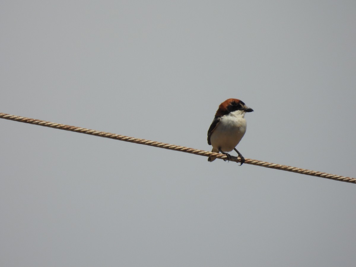 Antzandobi kaskagorria - ML646925686