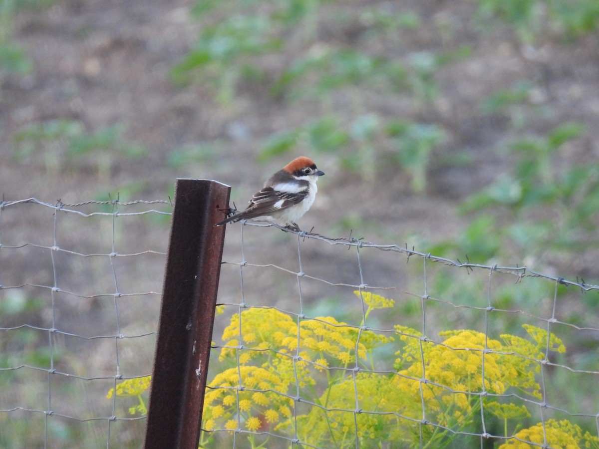 Antzandobi kaskagorria - ML646925687