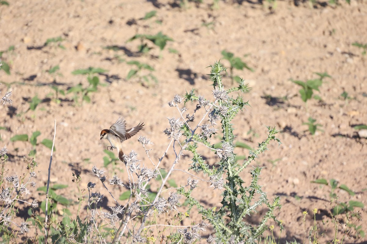 Antzandobi kaskagorria - ML646925688