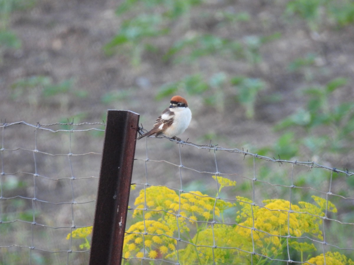 Antzandobi kaskagorria - ML646925690