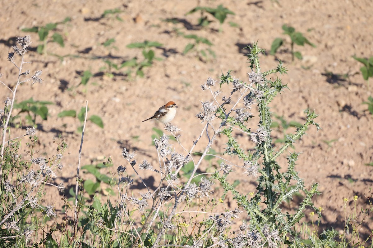 Antzandobi kaskagorria - ML646925691