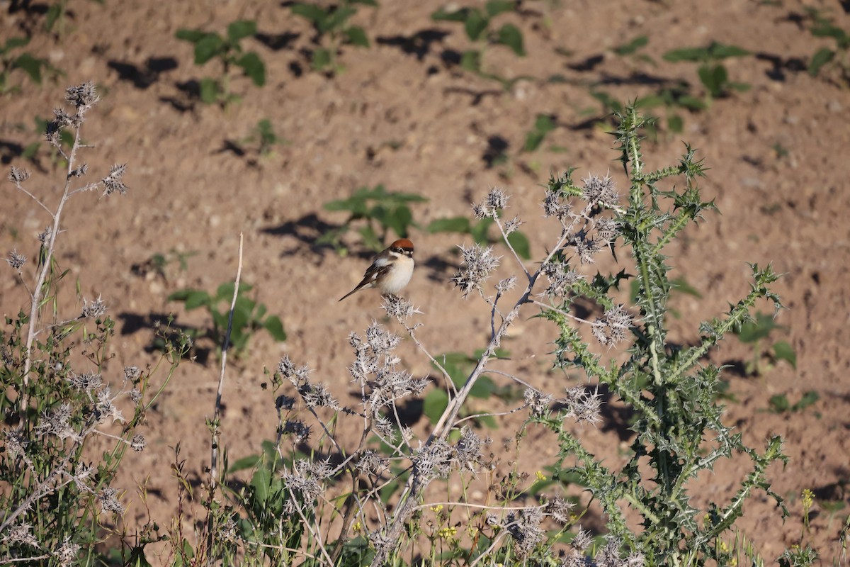 Antzandobi kaskagorria - ML646925692