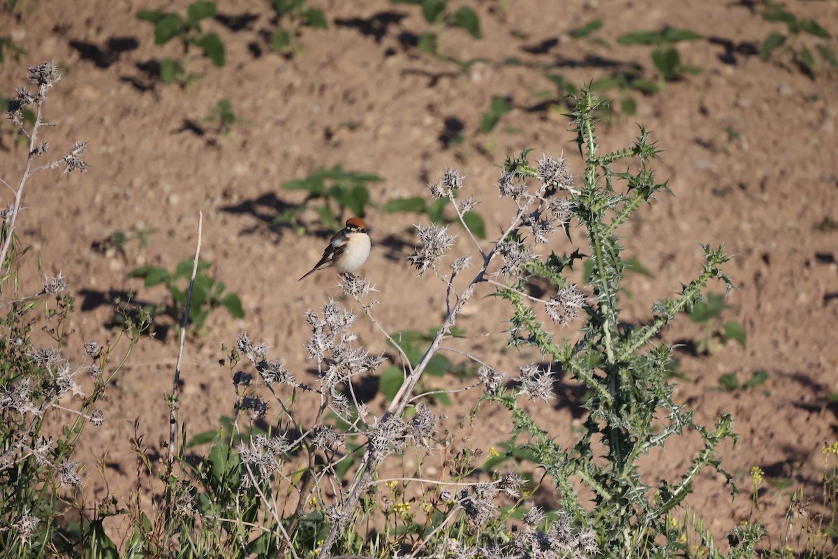 Antzandobi kaskagorria - ML646925693