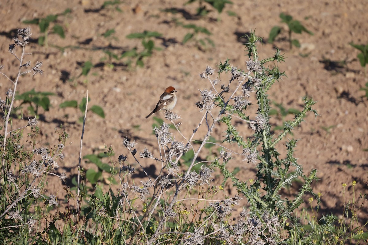 Antzandobi kaskagorria - ML646925694