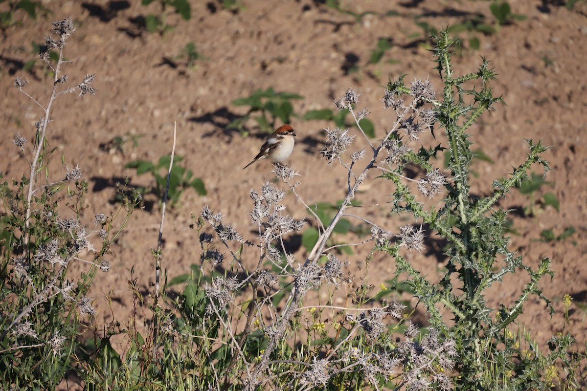 Antzandobi kaskagorria - ML646925695