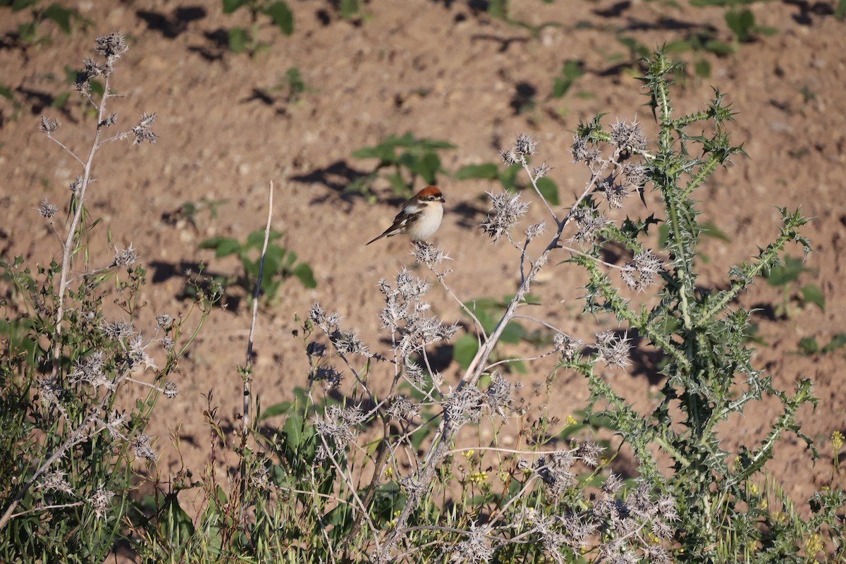 Antzandobi kaskagorria - ML646925696