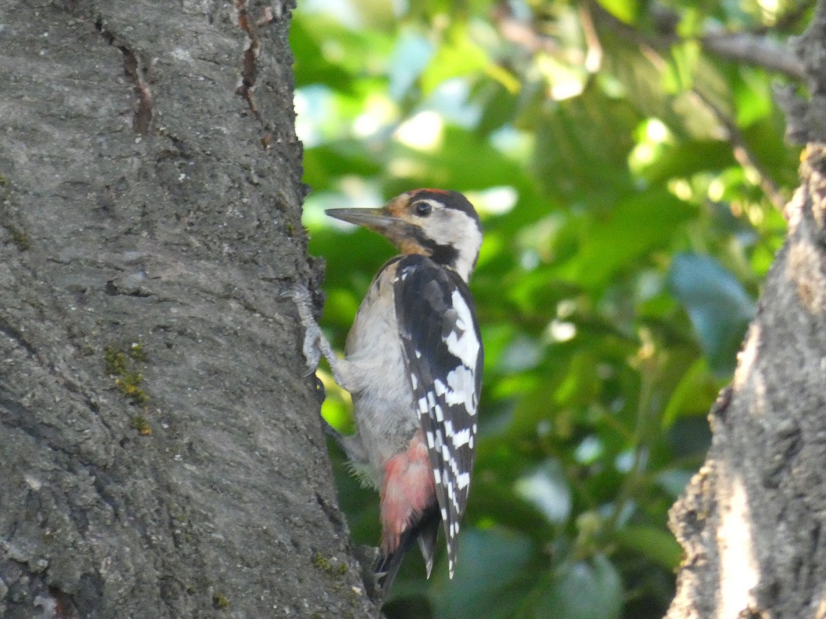 Okil siriarra - ML646925699