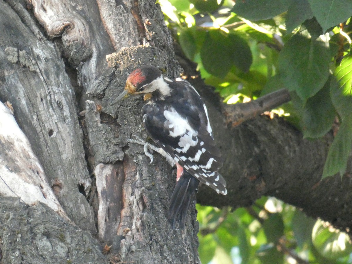 Okil siriarra - ML646925700