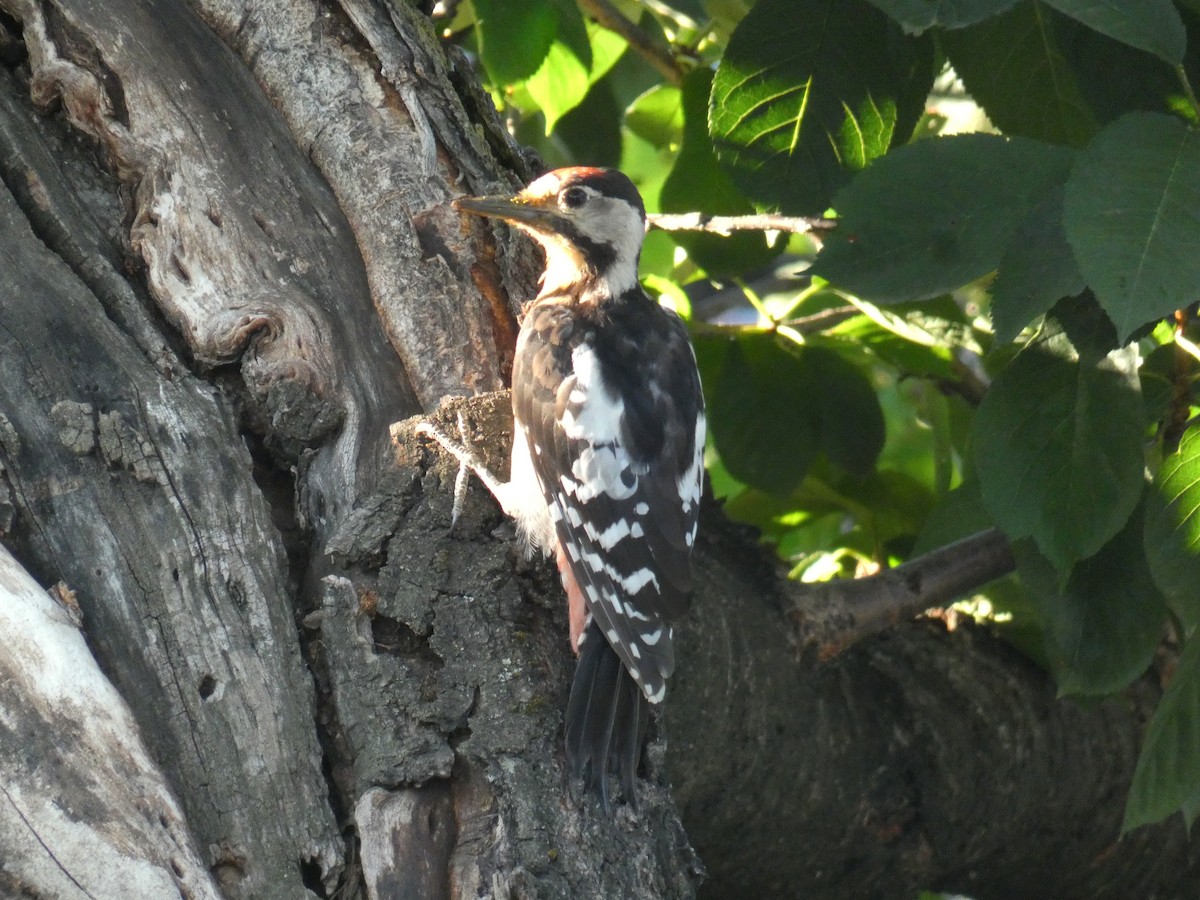 Okil siriarra - ML646925702