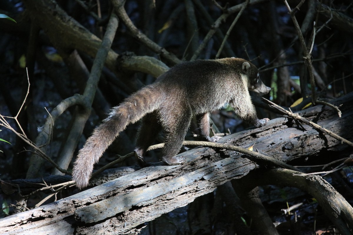 White-nosed Coati - ML646925703