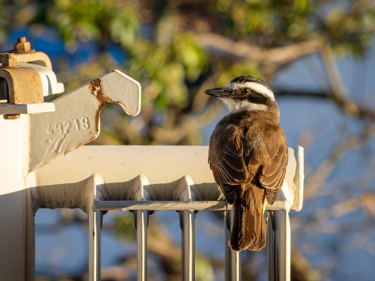 Great Kiskadee - ML646925704