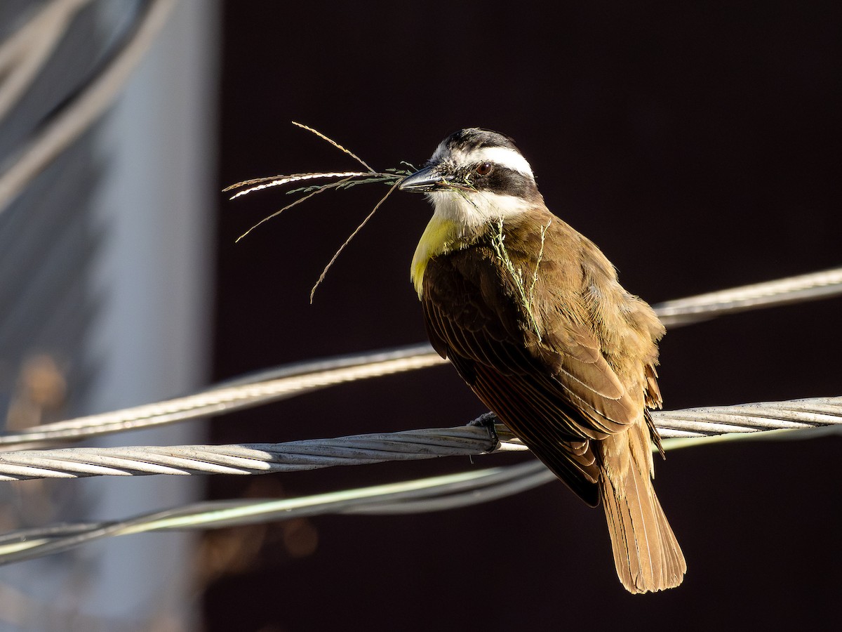 Great Kiskadee - ML646925705