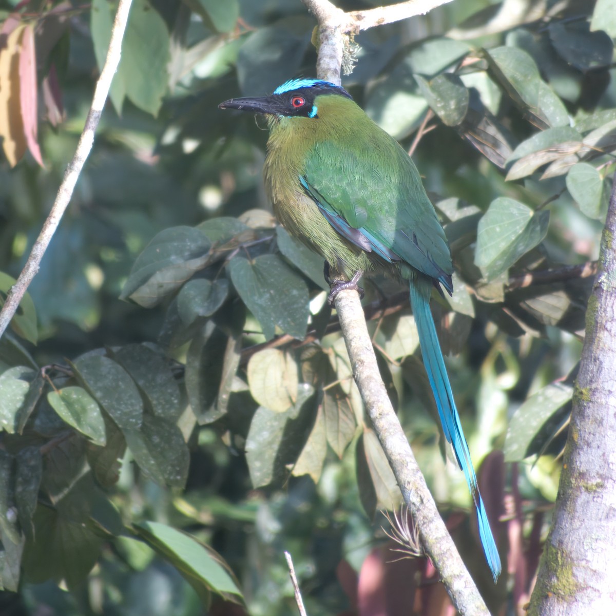 Andean Motmot - ML646925706